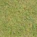 Thumbnail Grass01_1K_BaseColor.png (75x75)